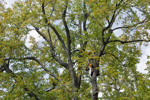 Best Residential Tree Removal  in Fairhope, AL